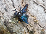 Holzbiene (Xylocopa), Kaiserstuhl DE