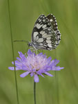 Schachbrettfalter (Melanargia galathea), Thalheim