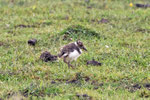 Kiebitz (Vanellus vanellus) Küken, Neeracherried