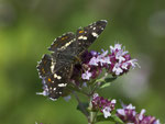 Landkärtchen (Araschnea levana), Auenstein