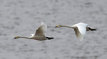 Zwergschwan (Cygnus columbianus bewickii), Haeska, Estland