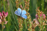 Himmelblauer Bläuling M (Polyommatus bellargus), Weiach