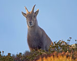 Alpensteinbock (Capra ibex), Niederhorn (Beatenberg)
