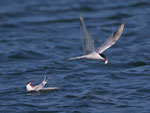 Flussseeschwalbe (Sterna hirundo), La Sauge / Cudrefin