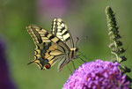 Schwalbenschwanz (Papilio machaon), Villigen