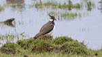 Kiebitz (Vanellus vanellus), Neeracherried