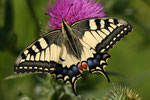 Schwalbenschwanz (Papilio machaon), Villigen