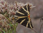 Russischer Bär (Euplagia quadripunctaria), Garten Villnachern 