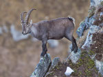 Alpensteinbock (Capra ibex), Niederhorn (Beatenberg)