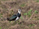 Kiebitz (Vanellus vanellus), Darss (Mecklenburg-Vorpommern)