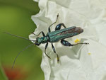 Grüner Scheinbockkäfer (Oedemera nobilis), Villnachern (Garten)