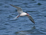 Flussseeschwalbe (Sterna hirundo), La Sauge / Cudrefin