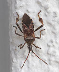 Rotrückiger Irrwisch (Alydus calcaratus), Villnachern