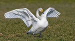 Februar: Singschwan in Möhlin AG