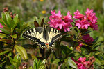 Schwalbenschwanz (Papilio machaon), Bristen UR