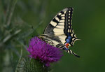 Schwalbenschwanz (Papilio machaon), Villigen
