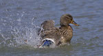 April: Stockenten-Weibchen am Klingnauer Stausee