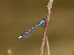 Gemeine Becherjungfer (Enallagma cyathigerum), Villnachern