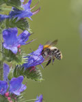 Hummel (Bombus), an Natternkopf, Villnachern
