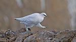 November: Alpenschneehuhn, Pilatus