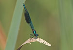 Gebänderte Prachtlibelle (Calopteryx splendens), Villnachern