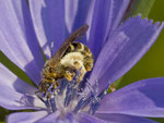 Wegwarten-Hosenbiene (Dasypoda hirtipes), Villnachern