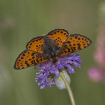Roter Scheckenfalter (Melitaea didyma), Thalheim AG