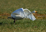 Zwergschwan (Cygnus columbianus bewickii), Greifensee