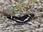 Kleiner Eisvogel (Limenitis camilla), Thalheim