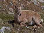 Alpensteinbock (Capra ibex), Nufenenpass TI
