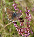 Himmelblauer Bläuling W (Polyommatus bellargus), Saas-Fee