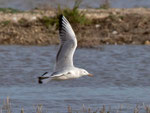 Dünnschnabelmöwe (Chroicocephalus genei), Albufera, Mallorca