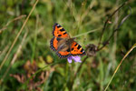 Kleiner Fuchs (Aglais urticae), Creux du Van