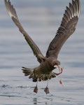 Spatelraubmöwe (Stercorarius pomarimus), Oberkirch am Sempachersee