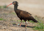 Waldrapp (Geronticus eremita) im Massa Nationalpark, Marokko 