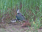 Kiebitz (Vanellus vanellus), mit Küken, Nuolener Ried