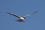 Flussseeschwalbe (Sterna hirundo), La Sauge / Cudrefin