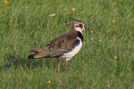 Kiebitz (Vanellus vanellus), Puise, Estland