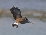 Kiebitz (Vanellus vanellus), Flachsee