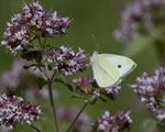 Kleiner Kohlweissling (Pieris rapae), Auenstein