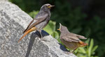 August: Hausrotschwanz mit Jungvogel, Intragna TI