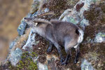 Alpensteinbock (Capra ibex), Niederhorn (Beatenberg)