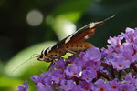 Russischer Bär (Euplagia quadripunctaria), Garten Villnachern 