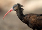 Waldrapp (Geronticus eremita) im Massa Nationalpark, Marokko, englischer Name: Bald Ibis = kahler Ibis!