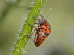 Streifenwanze (Graphosoma lineatum), Villnachern