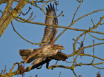 November: Mäusebussard, Aarschächli bei Rohr (Aarau) AG