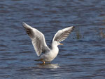 Dünnschnabelmöwe (Chroicocephalus genei), Albufera, Mallorca