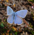 Himmelblauer Bläuling M (Polyommatus bellargus), Saas-Fee