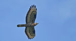 August: Wespenbussard, Schinznach