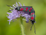 Widderchen (Zygaenidae), Schinznach